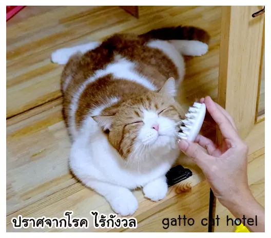โรงแรมแมวที่ไม่มีโรค