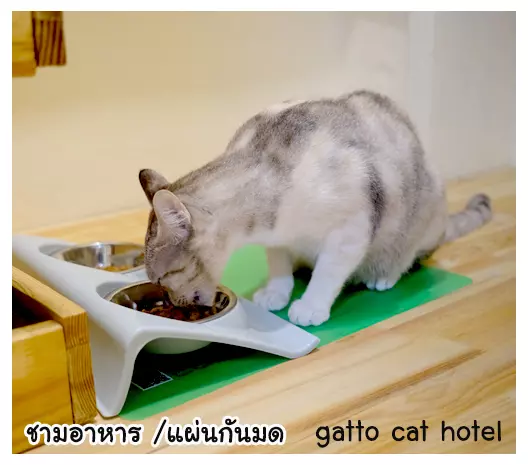 โรงแรมแมวที่มีชามกันมด