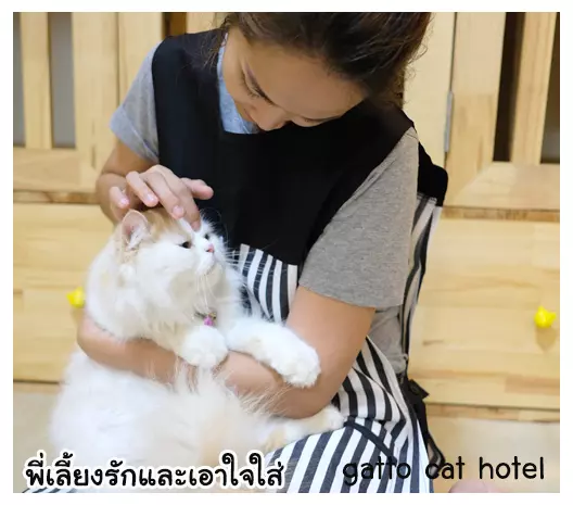 โรงแรมแมวที่พี่เลี้ยงใส่ใจ