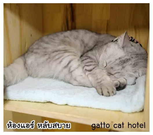 โรงแรมแมวที่มีเครื่องฟอกอากาศ